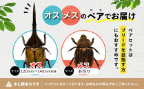 【先行予約】ヘラクレスオオカブト&nbsp;ペア&nbsp;少し訳あり（オス120mm～140mm前後・メスフリー）※配送不可地域あり&nbsp;※期間限定&nbsp;※数量限定【2026年3月より順次発送】