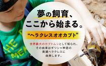 【先行予約】ヘラクレスオオカブト&nbsp;ペア&nbsp;少し訳あり（オス120mm～140mm前後・メスフリー）※配送不可地域あり&nbsp;※期間限定&nbsp;※数量限定【2026年3月より順次発送】