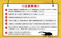 【先行予約】ヘラクレスオオカブト&nbsp;ペア&nbsp;少し訳あり（オス120mm～140mm前後・メスフリー）※配送不可地域あり&nbsp;※期間限定&nbsp;※数量限定【2026年3月より順次発送】