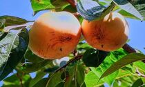 大人気の「柿２品種」食べ比べ！太秋柿（10月）富有柿（11月）計3L×20個（約6.4kg）