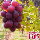 【2・8・9・12月 全4回】紀州産 巨峰とフルーツ定期便（巨峰・梨・みかん・不知火） 【魚鶴商店】