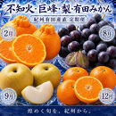 【2・8・9・12月&nbsp;全4回】紀州産&nbsp;巨峰とフルーツ定期便（巨峰・梨・みかん・不知火）&nbsp;【魚鶴】