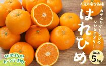 はれひめ（ミカンの希少種） 秀品  約5ｋｇ（25個～30個入）【先行予約】【2024年12月中旬頃から発送】【KG3】