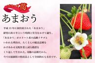 福岡県産あまおう&nbsp;約270g×2パック&nbsp;朝採りイチゴ&nbsp;農家直送&nbsp;苺専用パッケージでお届け