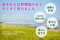 福岡県産あまおう&nbsp;約270g×2パック&nbsp;朝採りイチゴ&nbsp;農家直送&nbsp;苺専用パッケージでお届け