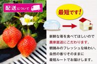 福岡県産あまおう&nbsp;約270g×2パック&nbsp;朝採りイチゴ&nbsp;農家直送&nbsp;苺専用パッケージでお届け