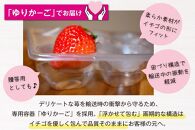 福岡県産あまおう&nbsp;約270g×2パック&nbsp;朝採りイチゴ&nbsp;農家直送&nbsp;苺専用パッケージでお届け