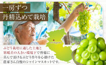 ［先行予約］シャインマスカット&nbsp;約1kg&nbsp;&nbsp;(2房～3房)&nbsp;有田巨峰村&nbsp;【朝採&nbsp;新鮮】&nbsp;■2026年発送■※8月下旬頃から9月下旬頃まで順次発送予定