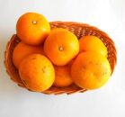 和歌山由良町産&nbsp;はっさく&nbsp;約3kg&nbsp;サイズ混合&nbsp;【訳あり&nbsp;ご家庭用&nbsp;キズあり】【SL52】