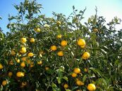 和歌山由良町産&nbsp;はっさく&nbsp;約3kg&nbsp;サイズ混合&nbsp;【訳あり&nbsp;ご家庭用&nbsp;キズあり】【SL52】