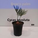 蘇鉄　Cycas revoluta_栃木県大田原市生産品_Bear‘s palm