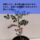 象の木　Pachycormus discolor_栃木県大田原市生産品_Bear‘s palm