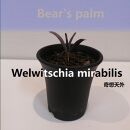 奇想天外　Welwitschia mirabilis_栃木県大田原市生産品_Bear‘s palm