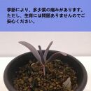 奇想天外　Welwitschia mirabilis_栃木県大田原市生産品_Bear‘s palm