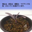 奇想天外　Welwitschia mirabilis_栃木県大田原市生産品_Bear‘s palm