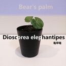 亀甲竜　Dioscorea elephantipes_栃木県大田原市生産品_Bear‘s palm