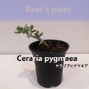 ケラリアピグマエア挿し木　Ceraria pygmaea_栃木県大田原市生産品_Bear‘s palm