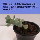 ケラリアピグマエア挿し木　Ceraria pygmaea_栃木県大田原市生産品_Bear‘s palm