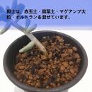 ケラリアピグマエア挿し木　Ceraria pygmaea_栃木県大田原市生産品_Bear‘s palm