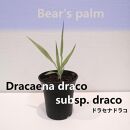 ドラセナドラコ　Dracaena draco subsp.draco_栃木県大田原市生産品_Bear‘s palm