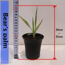 ドラセナドラコ　Dracaena draco subsp.draco_栃木県大田原市生産品_Bear‘s palm