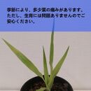 ドラセナドラコ　Dracaena draco subsp.draco_栃木県大田原市生産品_Bear‘s palm