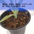 ドラセナドラコ　Dracaena draco subsp.draco_栃木県大田原市生産品_Bear‘s palm