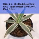 アガベアメリカーナ　Agave americana Variegata_栃木県大田原市生産品_Bear‘s palm