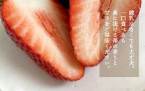 特大まりひめイチゴ 朝摘 6個～11個入×2パック【2025年1月中旬頃より発送】【先行予約】【KT3】
