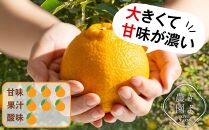 不知火 希少な樹上完熟！ 秀品大玉 6個入 (約2kg)　【先行予約 2025年2月下旬頃から発送】【KT2】