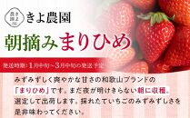特大まりひめイチゴ 朝摘 6個～11個入×2パック【2025年1月中旬頃より発送】【先行予約】