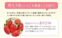 特大まりひめイチゴ 朝摘 6個～11個入×4パック【2025年1月中旬頃より発送】【先行予約】