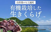 香川県産　王越の有機生きくらげ（菌床栽培）約600ｇ