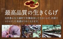 香川県産　王越の有機生きくらげ（菌床栽培）約600ｇ