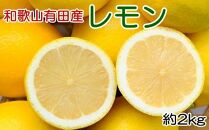 和歌山有田産 国産レモン 約2kg ★2025年2月中旬頃より順次発送【安心果実】