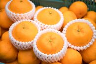 和歌山県産 有田みかん 高級柑橘 はるみ 3kg