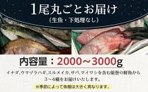 【復興支援】能登の鮮魚丸ごとセット【2～3人前】