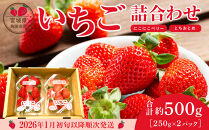 【先行予約】【JAみやぎ仙南】宮城県角田市産いちご　にこにこベリー・とちおとめ詰合せ　合計約500g（250g×2パック）【2026年1月初旬より順次配送】