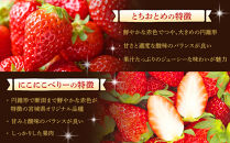 【JAみやぎ仙南】宮城県角田市産いちご　にこにこベリー・とちおとめ詰合せ　合計約500g（250g×2パック）