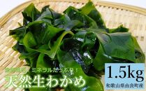 ミネラルたっぷり！天然生わかめ1.5kg！ 新物 和歌山県 由良町