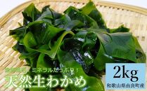 ミネラルたっぷり！天然生わかめ2kg！ 新物 和歌山県 由良町