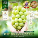 ぶどう&nbsp;2026年&nbsp;&nbsp;［ご家庭用］&nbsp;シャイン&nbsp;マスカット&nbsp;2房（合計1kg以上）【第1回全国ぶどう選手権入賞】|&nbsp;シャインマスカット&nbsp;ブドウ&nbsp;葡萄&nbsp;&nbsp;岡山県産&nbsp;国産&nbsp;フルーツ&nbsp;果物&nbsp;OEC&nbsp;KINGDOM&nbsp;ぶどう家