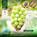 ぶどう&nbsp;2026年&nbsp;&nbsp;［ご家庭用］&nbsp;シャイン&nbsp;マスカット3～5房（合計2kg以上）【第1回全国ぶどう選手権入賞】|&nbsp;シャインマスカット&nbsp;ブドウ&nbsp;葡萄&nbsp;&nbsp;岡山県産&nbsp;国産&nbsp;フルーツ&nbsp;果物&nbsp;OEC&nbsp;KINGDOM&nbsp;ぶどう家