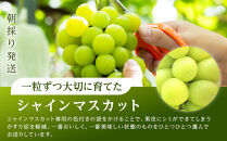 ぶどう&nbsp;2026年&nbsp;&nbsp;シャインマスカット&nbsp;2房（約1kg）&nbsp;ブドウ&nbsp;葡萄&nbsp;岡山市産&nbsp;国産&nbsp;フルーツ&nbsp;果物&nbsp;ギフトタンポポ農園&nbsp;|&nbsp;フルーツ&nbsp;果物&nbsp;くだもの&nbsp;ぶどう&nbsp;ブドウ&nbsp;シャインマスカット&nbsp;国産&nbsp;岡山県産&nbsp;食品&nbsp;人気&nbsp;おすすめ&nbsp;&nbsp;送料無料&nbsp;ギフト&nbsp;贈り物&nbsp;贈答品&nbsp;プレゼント&nbsp;果物&nbsp;くだもの&nbsp;フルーツ&nbsp;ぶどう&nbsp;ブドウ&nbsp;シャインマスカット