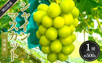 ぶどう&nbsp;2026年&nbsp;&nbsp;シャイン&nbsp;マスカット&nbsp;1房&nbsp;約500g&nbsp;&nbsp;減農薬&nbsp;ハウス栽培&nbsp;ブドウ&nbsp;葡萄&nbsp;&nbsp;岡山県産&nbsp;国産&nbsp;フルーツ&nbsp;果物&nbsp;ギフト&nbsp;&nbsp;ばんの農園