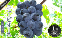 ぶどう&nbsp;2026年&nbsp;&nbsp;ニュー&nbsp;ピオーネ&nbsp;1房&nbsp;約500g&nbsp;&nbsp;減農薬&nbsp;栽培&nbsp;ブドウ&nbsp;葡萄&nbsp;&nbsp;岡山県産&nbsp;国産&nbsp;フルーツ&nbsp;果物&nbsp;ギフト&nbsp;&nbsp;ばんの農園
