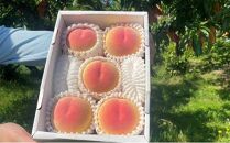 桃 2026年 贈答用 岡山 白桃 5玉～６玉 1.5kg 前後 もも 岡山県産 国産 フルーツ 果物 ギフト 雅桃園