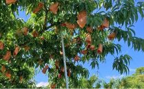 桃 2026年 贈答用 岡山 白桃 5玉～６玉 1.5kg 前後 もも 岡山県産 国産 フルーツ 果物 ギフト 雅桃園