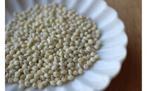 令和7年産&nbsp;岡山西大寺の幸せもち麦(キラリモチ)&nbsp;数量限定&nbsp;2kg(1kg×2)