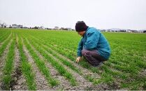 令和6年産 岡山西大寺の幸せもち麦(キラリモチ) 数量限定 2kg(500g×4) 